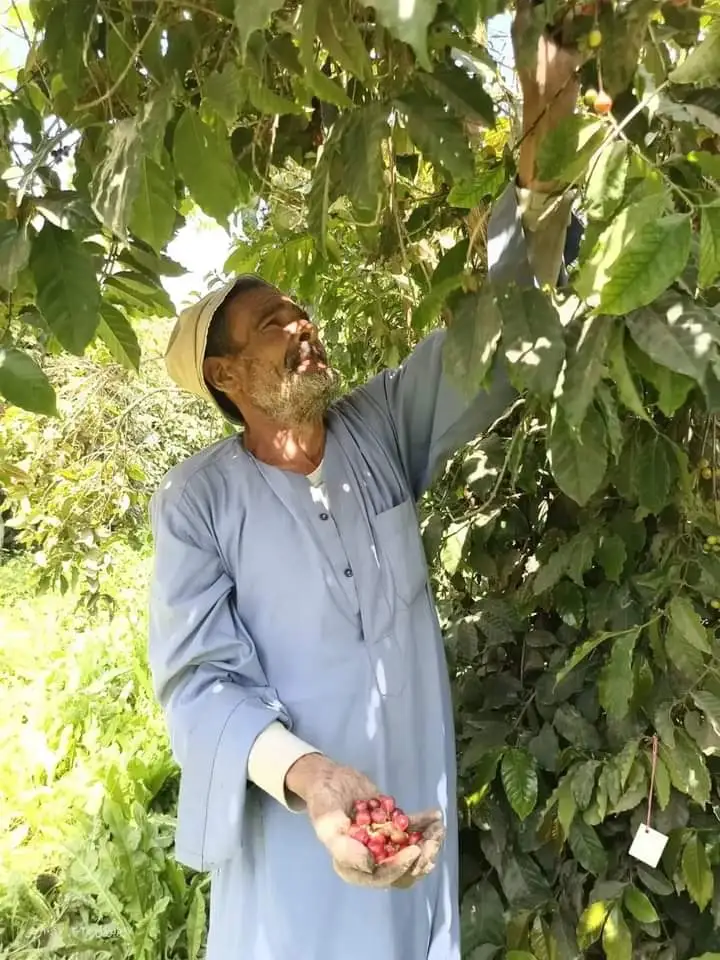Le café enfin cultivé en Egypte 8 - Le Progrès Egyptien Le café enfin cultivé en Egypte 7 - Le Progrès Egyptien