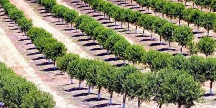 “100 millions d’arbres” : Initiative pour s’adapter au changement climatique 1 - Le Progrès Egyptien