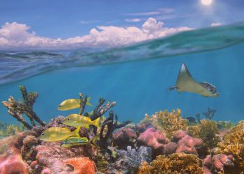 Les coraux indispensables à la biodiversité marine