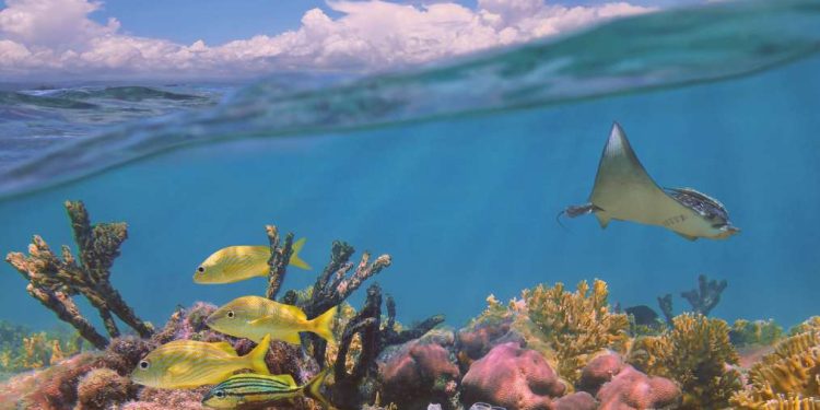 Les coraux indispensables à la biodiversité marine 1 - Le Progrès Egyptien