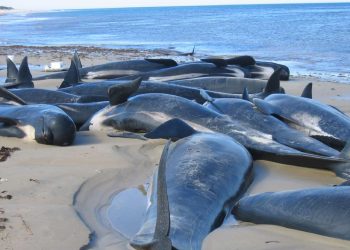 Pourquoi les cétacés s’échouent ?
