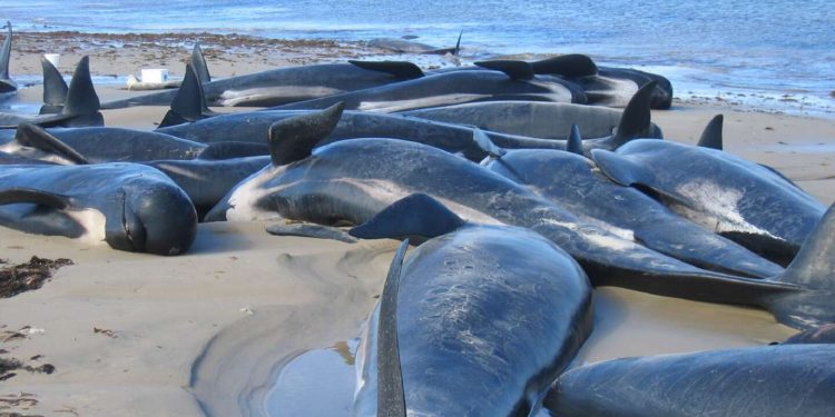 Pourquoi les cétacés s’échouent ? 1 - Le Progrès Egyptien