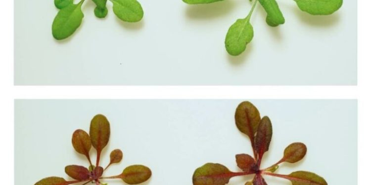 Bonne nouvelle: Des plantes capables d'avertir  les humains des polluants et des pesticides ! 1 - Le Progrès Egyptien