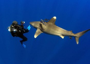 Les joyaux sous-marins de l’Egypte  