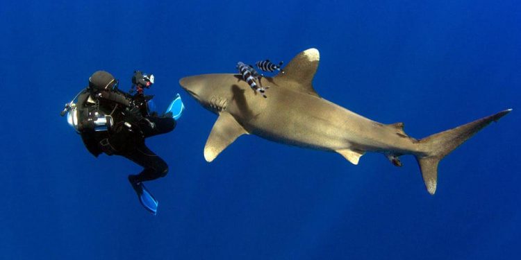 Les joyaux sous-marins de l’Egypte 2 - Le Progrès Egyptien Les joyaux sous-marins de l’Egypte 1 - Le Progrès Egyptien