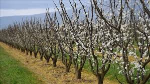 Orange Egypte lance une vaste campagne de plantation d'arbres fruitiers 14 - Le Progrès Egyptien Orange Egypte lance une vaste campagne de plantation d'arbres fruitiers 13 - Le Progrès Egyptien