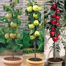 Orange Egypte lance une vaste campagne de plantation d'arbres fruitiers 12 - Le Progrès Egyptien Orange Egypte lance une vaste campagne de plantation d'arbres fruitiers 11 - Le Progrès Egyptien