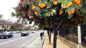 Orange Egypte lance une vaste campagne de plantation d'arbres fruitiers 4 - Le Progrès Egyptien Orange Egypte lance une vaste campagne de plantation d'arbres fruitiers 3 - Le Progrès Egyptien