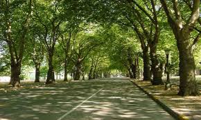 Orange Egypte lance une vaste campagne de plantation d'arbres fruitiers 6 - Le Progrès Egyptien Orange Egypte lance une vaste campagne de plantation d'arbres fruitiers 5 - Le Progrès Egyptien