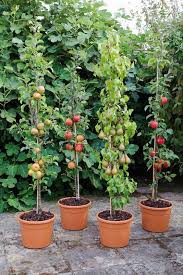 Orange Egypte lance une vaste campagne de plantation d'arbres fruitiers 16 - Le Progrès Egyptien Orange Egypte lance une vaste campagne de plantation d'arbres fruitiers 15 - Le Progrès Egyptien