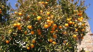 Orange Egypte lance une vaste campagne de plantation d'arbres fruitiers 10 - Le Progrès Egyptien Orange Egypte lance une vaste campagne de plantation d'arbres fruitiers 9 - Le Progrès Egyptien