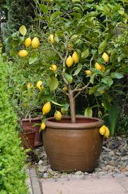 Orange Egypte lance une vaste campagne de plantation d'arbres fruitiers 8 - Le Progrès Egyptien Orange Egypte lance une vaste campagne de plantation d'arbres fruitiers 7 - Le Progrès Egyptien