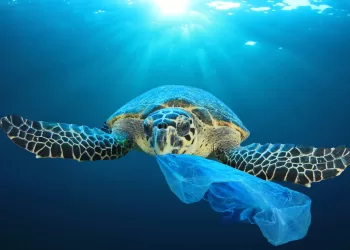 Les sacs plastiques menacent toujours