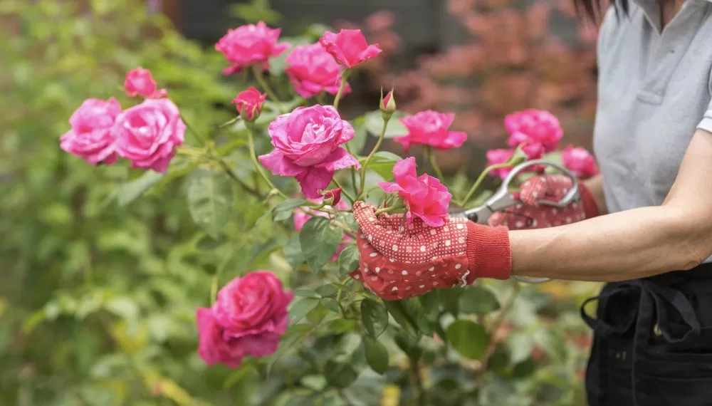 Eté : Quels soins pour vos roses ? 1 - Le Progrès Egyptien