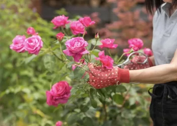 Eté : Quels soins pour vos roses ?
