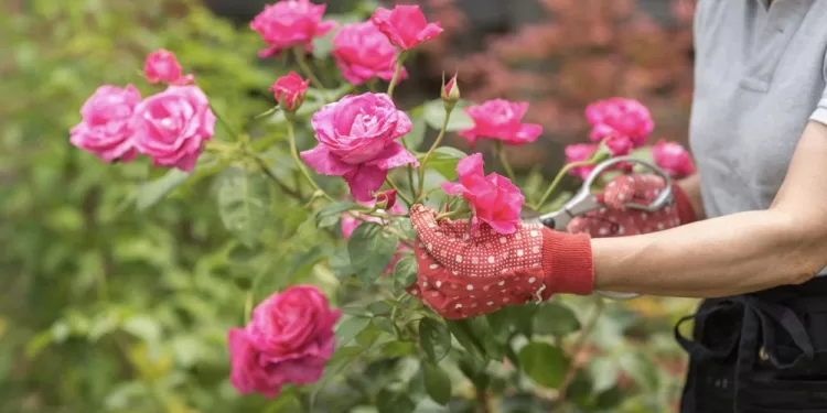 Eté : Quels soins pour vos roses ? 1 - Le Progrès Egyptien