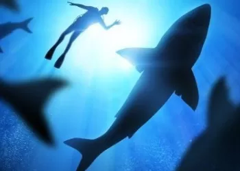 Les requins confondent les surfeurs avec leurs proies