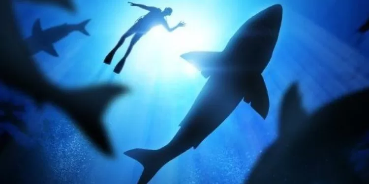 Les requins confondent les surfeurs avec leurs proies 1 - Le Progrès Egyptien