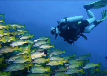 Pour une plongée écolo…