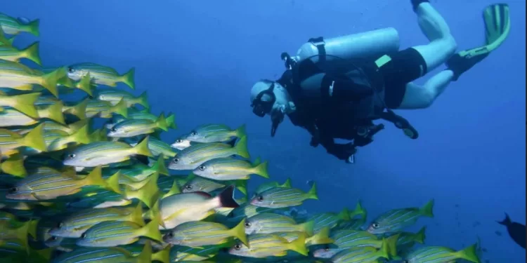 Pour une plongée écolo… 2 - Le Progrès Egyptien Pour une plongée écolo… 1 - Le Progrès Egyptien