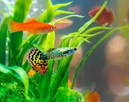 Animal domestique : Comment soulagent-ils différemment ? 6 - Le Progrès Egyptien Animal domestique : Comment soulagent-ils différemment ? 5 - Le Progrès Egyptien