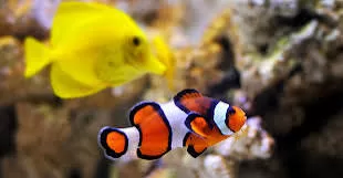 Animal domestique : Comment soulagent-ils différemment ? 4 - Le Progrès Egyptien Animal domestique : Comment soulagent-ils différemment ? 3 - Le Progrès Egyptien