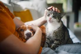 Animal domestique : Comment soulagent-ils différemment ? 10 - Le Progrès Egyptien Animal domestique : Comment soulagent-ils différemment ? 9 - Le Progrès Egyptien