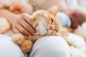 Animal domestique : Comment soulagent-ils différemment ? 8 - Le Progrès Egyptien Animal domestique : Comment soulagent-ils différemment ? 7 - Le Progrès Egyptien