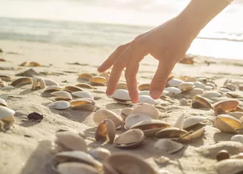 Plages : Ne ramassez pas les coquillages
