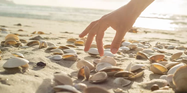 Close up on woman's hand picking up seashells from the beach. Beautiful sunset at Bay of Islands, New Zealand.