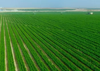 Développement agricole durable dans le Sinaï