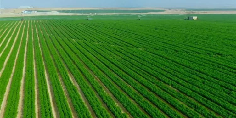 Développement agricole durable dans le Sinaï 1 - Le Progrès Egyptien