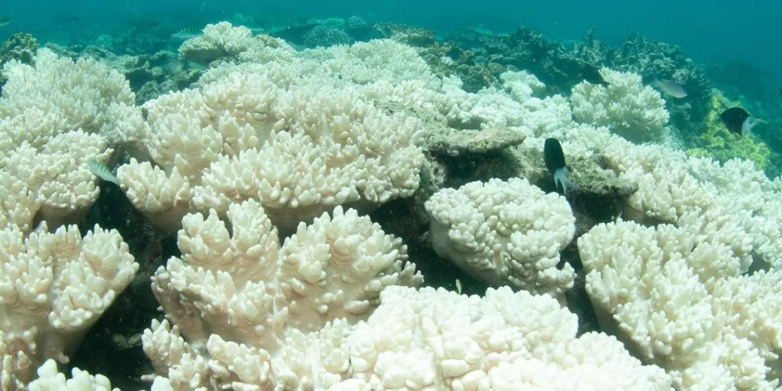 Episode massif de blanchissement des coraux 1 - Le Progrès Egyptien