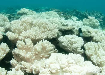 Episode massif de blanchissement des coraux
