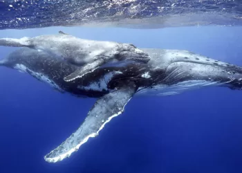 Suivi des populations de baleines grâce à l’IA