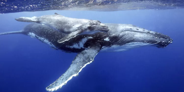 Suivi des populations de baleines grâce à l’IA 1 - Le Progrès Egyptien