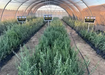 Le développement agricole au Sinaï, en tête des priorités