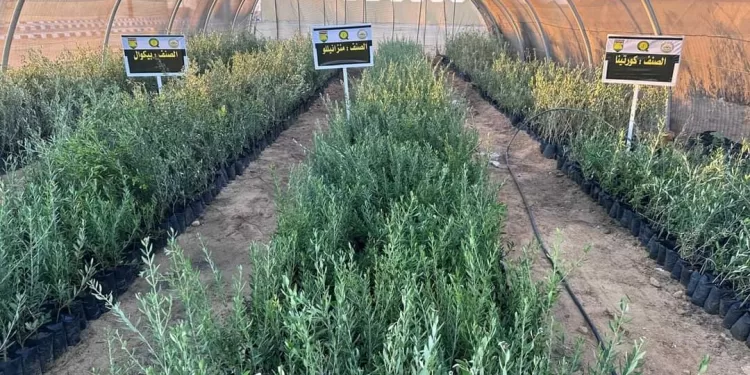 Le développement agricole au Sinaï, en tête des priorités 2 - Le Progrès Egyptien Le développement agricole au Sinaï, en tête des priorités 1 - Le Progrès Egyptien