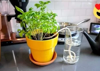 Voyage : Que faire pour que les plantes restent arrosées ?