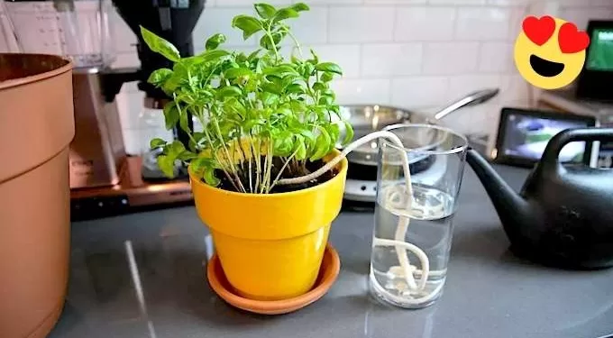 Voyage : Que faire pour que les plantes restent arrosées ? 2 - Le Progrès Egyptien Voyage : Que faire pour que les plantes restent arrosées ? 1 - Le Progrès Egyptien