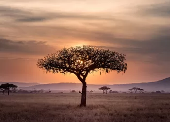 Environnement : Réaliser les intérêts africains