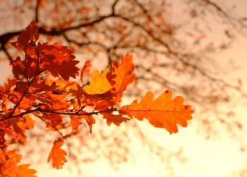 Pourquoi les feuilles jaunissent-elles en automne ?