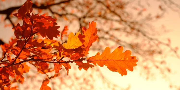 Pourquoi les feuilles jaunissent-elles en automne ? 1 - Le Progrès Egyptien