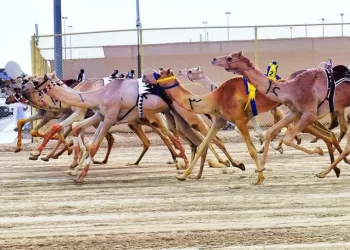 Pistes qualifiées pour les grandes courses de dromadaires