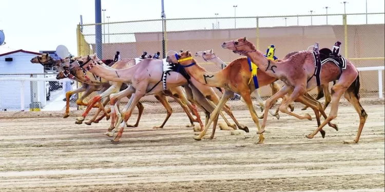 Pistes qualifiées pour les grandes courses de dromadaires 1 - Le Progrès Egyptien