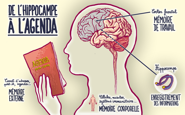 Les méandres de la mémoire : Une odyssée neuronale 4 - Le Progrès Egyptien Les méandres de la mémoire : Une odyssée neuronale 3 - Le Progrès Egyptien