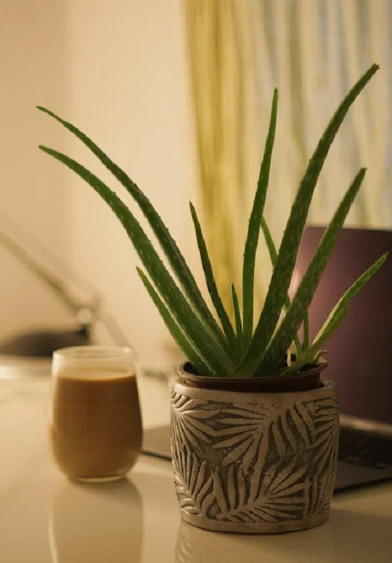 Rentrée scolaire: Végétaliser l'intérieur et porter des pierres précieuses ! 18 - Le Progrès Egyptien Rentrée scolaire: Végétaliser l'intérieur et porter des pierres précieuses ! 17 - Le Progrès Egyptien