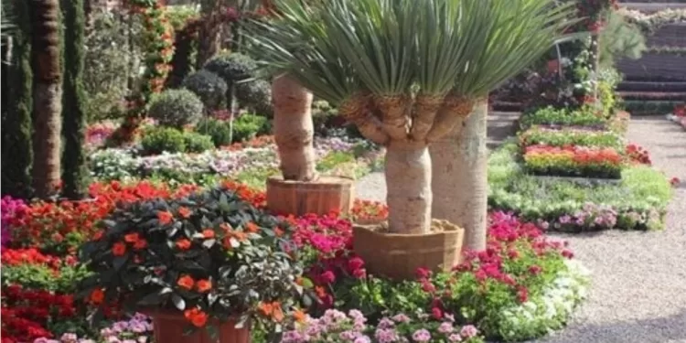 Préparatifs pour le festival des plantes médicinales et aromatiques à Fayoum 1 - Le Progrès Egyptien