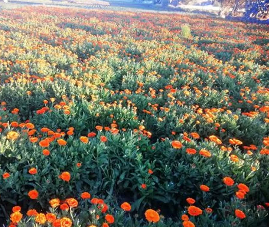 Préparatifs pour le festival des plantes médicinales et aromatiques à Fayoum 3 - Le Progrès Egyptien