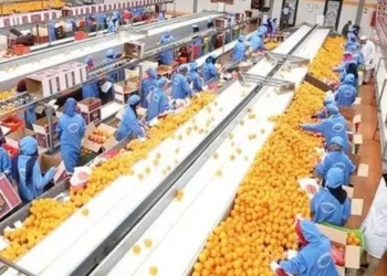 Nette augmentation dans les exportations agricoles égyptiennes 